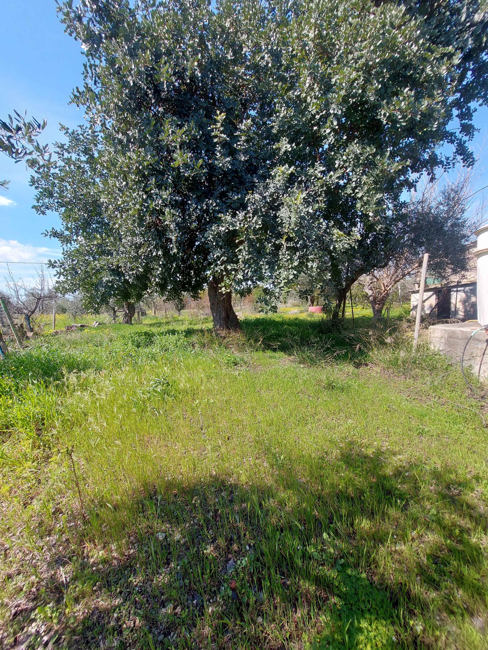 1 Terreno con abitazione in c.da Girifalco